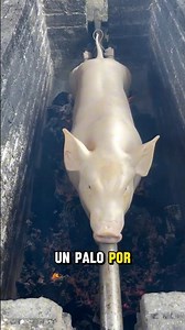 Tips for making a pig on a spit #loccopizza #loccopizzatv #madrid