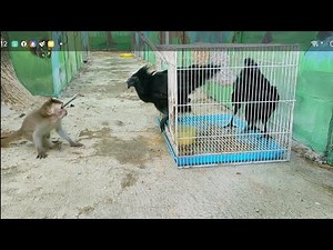 monkey vs chicken black