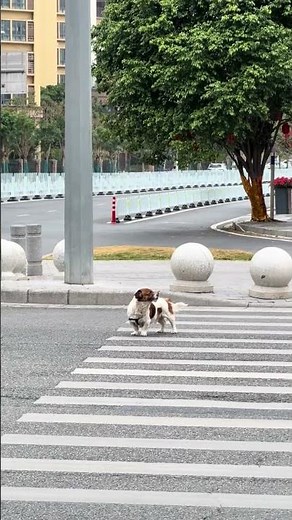 Dog howls while waiting at pedestrian crossing in Tianjin, China
