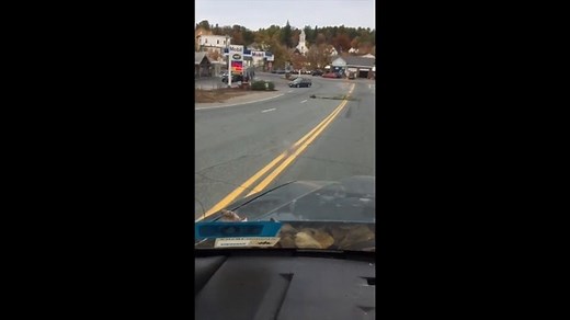 Dam Cute: Traffic Stops as Beaver Drags Huge Branch Across New Hampshire Road