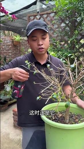 Boost Your Bougainvillea Bloom: Quick Sprouting Tips