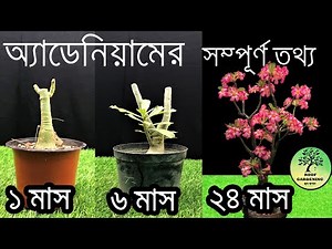 অ্যাডেনিয়ামের ছোট চারা থেকে বড় গাছ বানানোর সম্পূর্ণ কৌশল / Grow adenium / seedling to mature plant