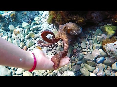 My Octopus Friend