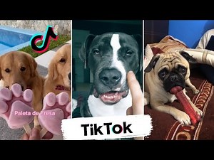 Funniest Dogs on TikTok - Puppies Doing Funny Things on TikTok (Compilation)