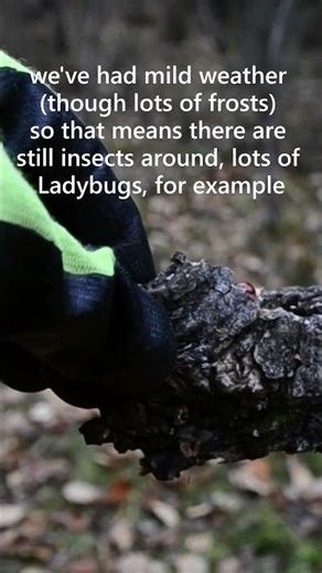 Latest Critter Rescue: Ladybug! #nature #cute #CountryLiving #Alberta #BorealForest