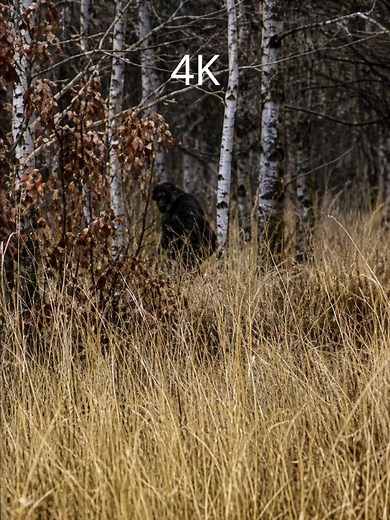 Un gigante y Bigfoot visualizados de 144P a 4K #bigfoot #144p #4k #parati #piegrande