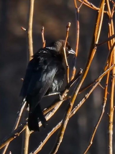 Brown headed cowbird calls