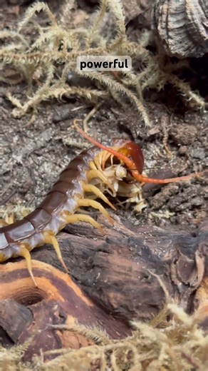 Centipede eating her prey!