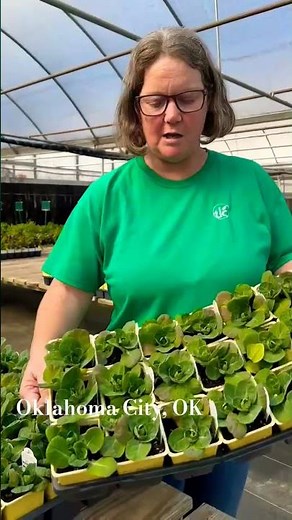 OKC gardeners, it’s time to plant! 🥦🍓 at TLC Garden Centers Oklahoma City