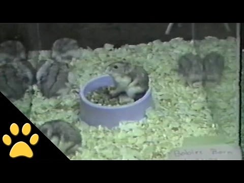 Hamster Backflips!