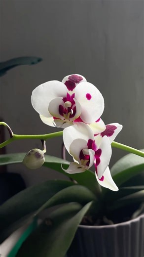 I’m enamored on how alien these plants look 🪷 #orchids #orchidcare #alien #bloom #flowering