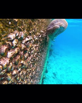 GoProを魚に食べられる…