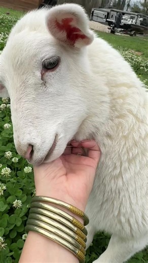 A little lamb ASMR for yall! They love the clovers! ☘️🐑🫶🏼 #ditl #farmanimals #asmrsounds
