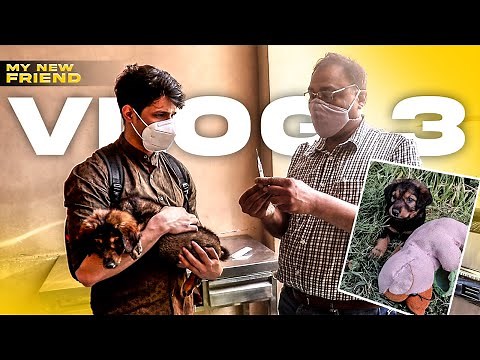 I Adopted A STREET DOG | GamerFleet Vlog 3
