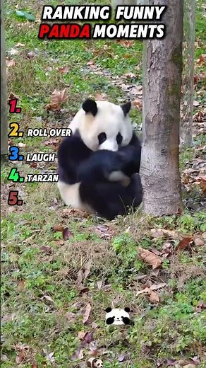 Hilarious Pandas Being Clumsy & Chaotic #funny#panda