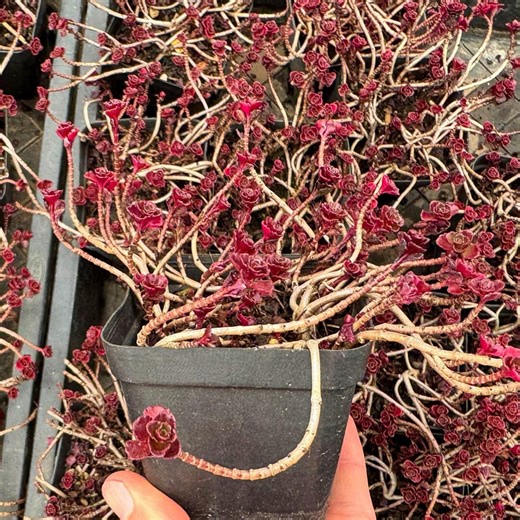 Sedum Spurium Dragon's Blood - Live Succulent - Etsy