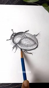 1.7K views | Realistic Beetle Sketch: Learn to Draw Insects Step-by-Step  #insectdrawing #drawinginsect #pencilsketch #easysketch | How to Draw | Facebook