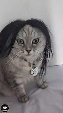 The Funniest Cat Costumes Ever 🐱😂