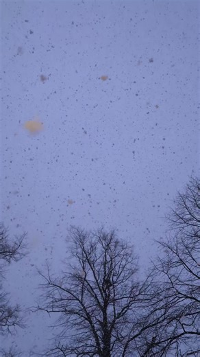 snowfall on loop ❄️ #winter #snow #relaxing