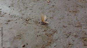Winged Termite Stuck On The Mud, Flapping Its Wings. - close up in Gambia