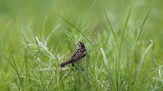 Yellow-breasted Bunting (Emberiza aureola) | BIRDS & Nature