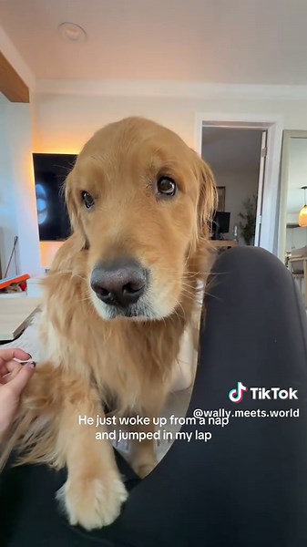 Golden Retriever Wakes Up and Jumps in Lap — Cute Dog Cuddle