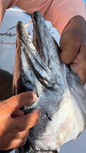 الباراكودا المخيفة⚕️The great Barracuda 🎣 | رياضة صيد الأسماك للهواة العقبة / دكتور مروان شريم