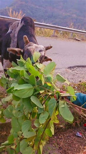 चंदू 🐂😅😅खड़ा है घास के इंतजार में ❤️❤️ #youtubeshorts #cow #youtubeshorts