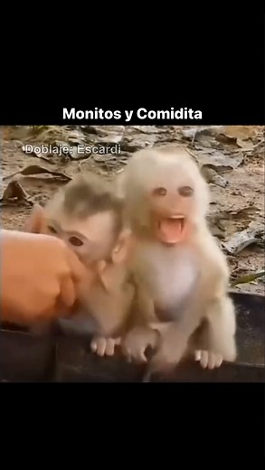 Juanma Barranco | Monitos y Comidita 😂🐵 . . . #reels #monkey #doblaje #humor #risa #escardi | Instagram