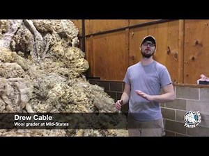 Mid States Wool: grading process