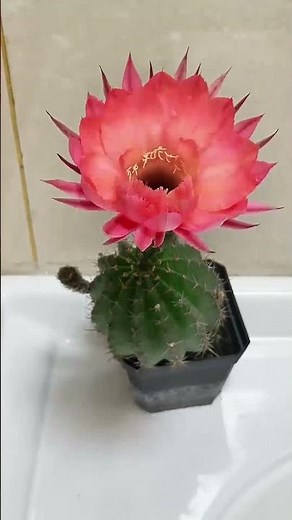 Breathtaking Cactus Flower Blooming! 🌸✨