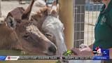 7 fun ways you can interact with animals in Utah