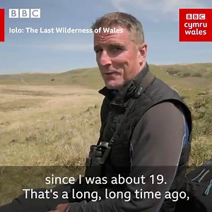 The sound of the curlew used to be common in Wales, but numbers have declined by 80% over the last 20 years. Iolo: The Last Wilderness of Wales Streaming now on BBC iPlayer | BBC Cymru Wales