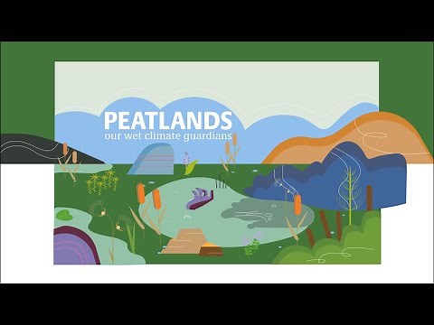 Peatlands explained: How peatlands protect our climate