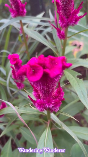 71 reactions · 124 comments | Known as Celosia cristata, the...
