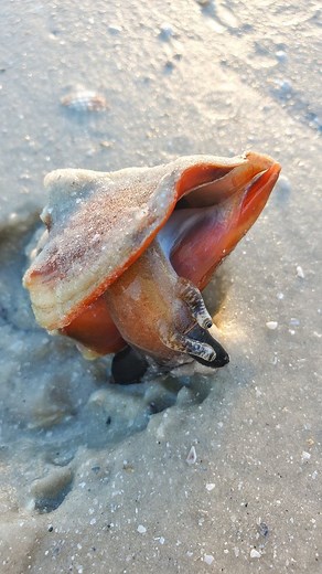 Save & Read below! 🐚⬇️ . What you're seeing is a live Florida Fighting Conch. The animal inside is known as a Gastropod (Mollusk). . In this clip, you can see the mollusk's eye stalks extend outside of it's shell. Fun facts below! . These "true conchs" (Strombidae) have what's called a Stromboid notch, a notch on the back end of their shell that allows them to peek their eye stalk out to see without exposing their body. . They have complex "camera eyes" producing high quality resolution to allo