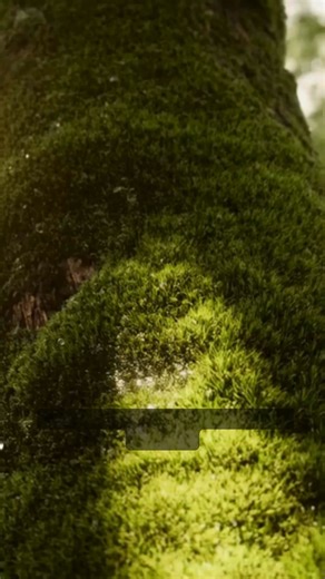 Untouched nature holds a quiet kind of magic—raw, unpolished, and deeply alive. Among its most awe-inspiring wonders are hidden waterfalls, tucked away in forests where the world still breathes in its purest form. These cascades speak in steady rhythms, their waters tumbling over ancient rock untouched by concrete or noise. Mist curls through the air like a soft whisper, nourishing moss, ferns, and towering trees that guard these secret sanctuaries. Standing before an untouched waterfall feels l