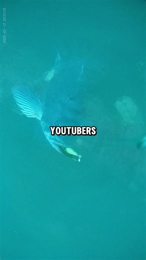 This is the exact method I use to get underwater fish footage #howto #underwater #shorts