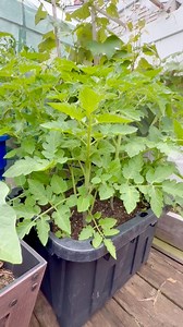BEEF STEAK TOMATO Plants - After 2 weeks, I’m pruning again these tomatoes. 🍅 🌿 #containergardening #organicgardening #backyardgarden #asmr | Che Thompson