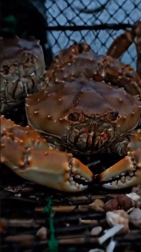 Natural Rock Trap Catches 3 Giant Alaskan Crabs in One Go! 100% Primitive Technique