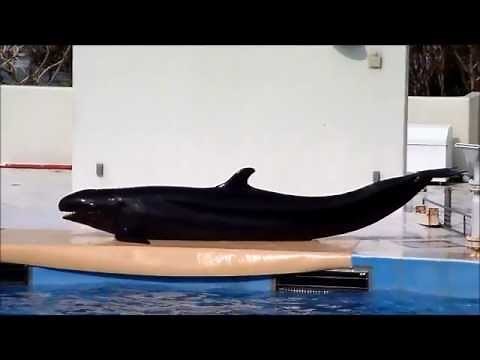 美ら海水族館オキゴンドウ_もっとお魚が欲しいゴンちゃん