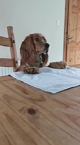 Look at that for self control 👀 Well done Ruby from Co Fermanagh 👏 And thanks to owner Kathleen for sharing. | Belfast Live