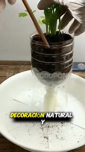 Aprende a cultivar tus alimentos 🍅🥬 en tu propia huerta hidropónica en casa #huertaorgánica #hidroponialatinoamerica #hidroponia #huertourbano #huertoshidroponicos #hidroponía | Mundo Hidropónico