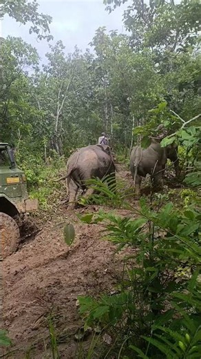 ဆင်ကိုဆွဲခိုင်းပီး ဘက်ဂီယာနဲ့ရုန်းနဲ့ကားသမား😳