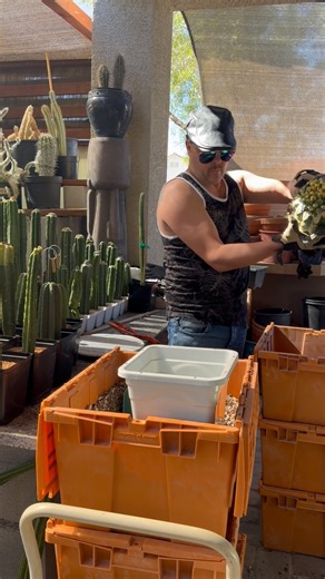 Replanting a Titan! There are several differences to the Coryphantha Elephantidens & the Elephantidens Titan Variegata… can you tell the difference? #replanting #cactusgraft #coryphantha #asmr #cactusjeff | Jeff Hanson