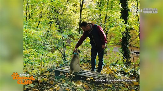 14 reactions · 3 comments | Startul corect la apariția unui cățel în viața noastră, aceasta este tema ediției din această săptămână a emisiunii Digi Animal Club. Invitați lui Bogdan Uritescu sunt doi specialiști în comportament și psihologie canină: Iulia și Mihai Tatarjenski. Sâmbătă, ora 13.00, pe Digi Animal World! | Digi Animal World Ro | Facebook