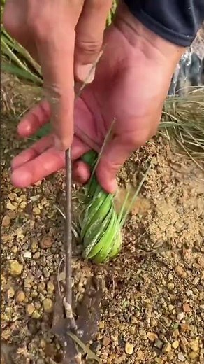 This is the process of removing grass using a special tool.