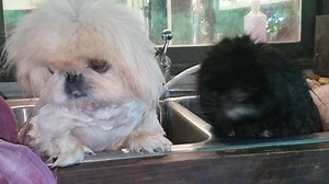 Three little Pekingese getting a bath. Looking at Mommy like she's gonna the suffer the wrath. Marcus, Chuck and Frong together--tight as any troop! Well right up until...Chuck took a poop! | Liz E.'s Pekingese Rescue and Sanctuary