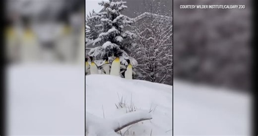 Penguins Enjoy Snow Day At Calgary Zoo