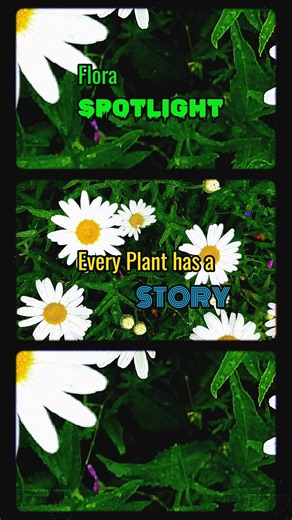 Let’s meet the Shasta Daisy 🌼
